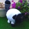 Gato Fofo Branco e Preto