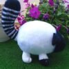 Gato Fofo Branco e Preto
